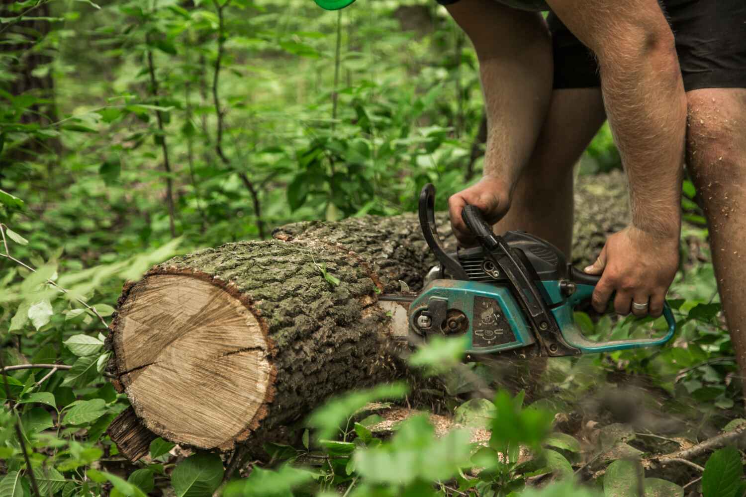 Best Best Tree Removal Services  in USA